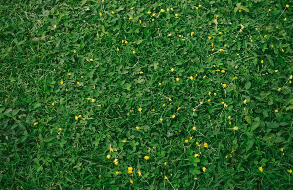 Чому газон жовтіє в липні, навіть якщо ви його поливаєте Зображення до статті від Pat Ferranco