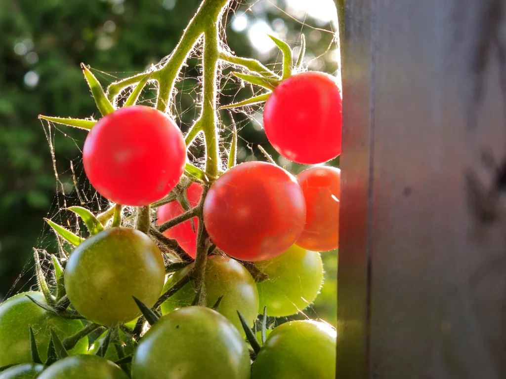 Що зробити з помідорами в липні, щоб вони не тріскалися Зображення до статті від Mandy S.