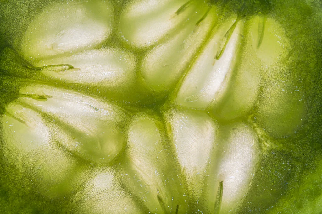 Липневе підживлення огірків: секрет солодкого врожаю без гіркоти Зображення до статті від Mohamed Marey