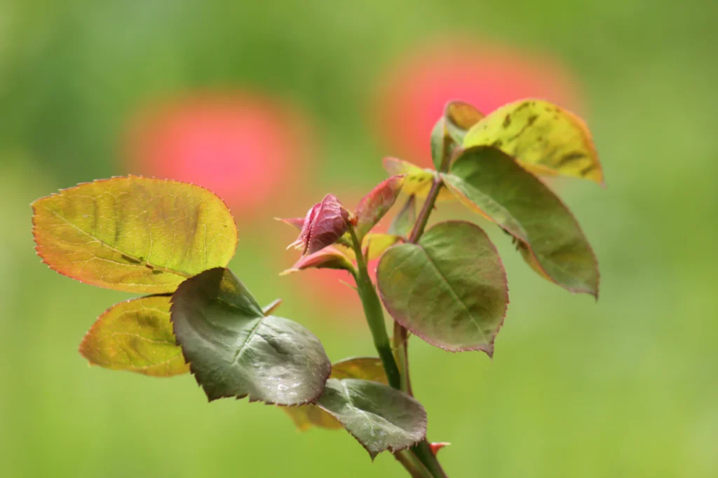 Зображення до статті від Dominik Rheinheimer