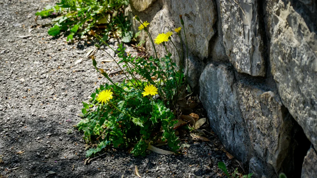 Природний спосіб знищення бур’янів між плиткою Зображення до статті від Trang TRIEU