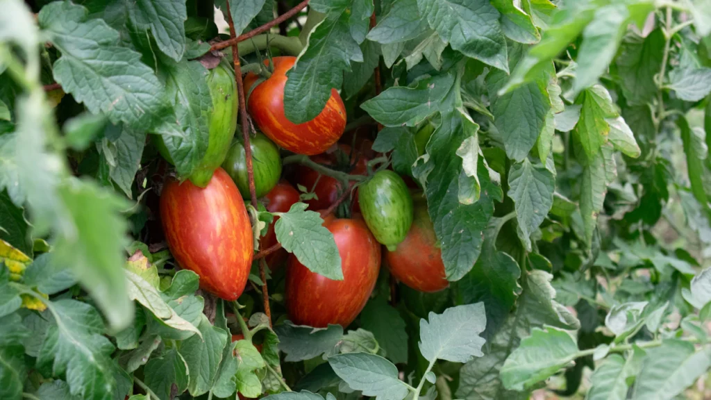 Зображення до статті від Kelsey Todd