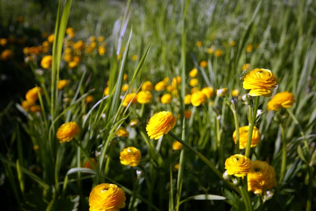 Зображення до статті від Roman Biernacki