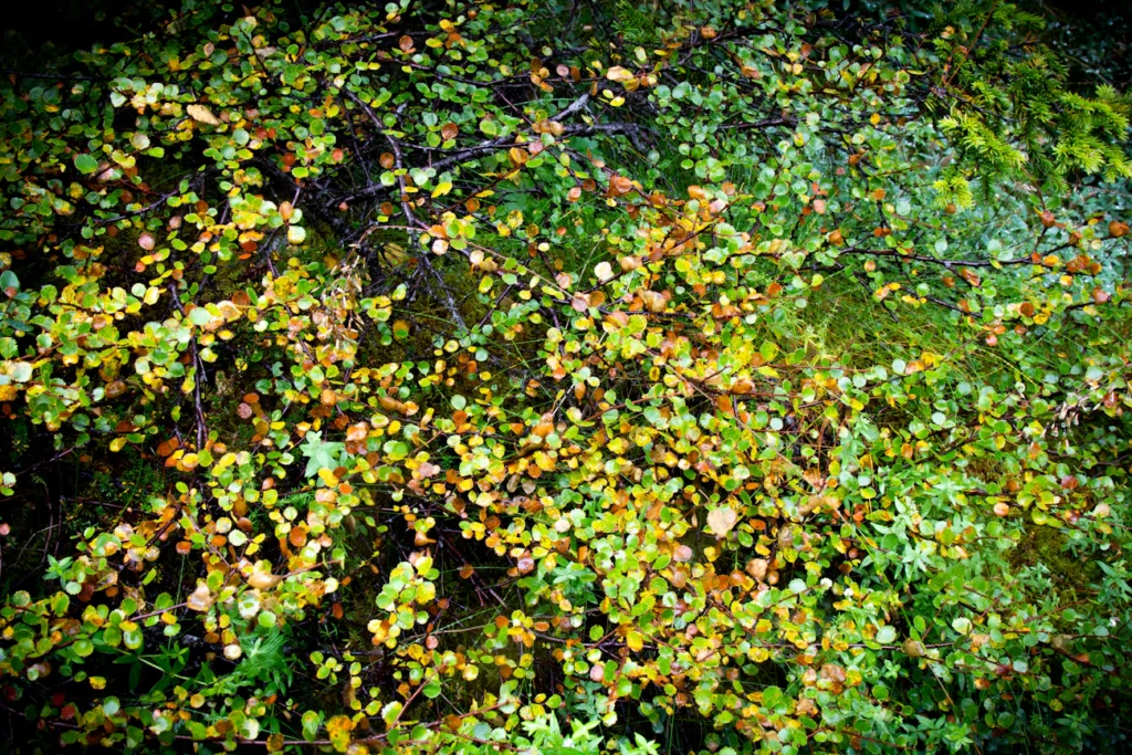 Чому листя жовтіє лише частково: підказка для садівника Зображення до статті від Svitlana Koshelieva