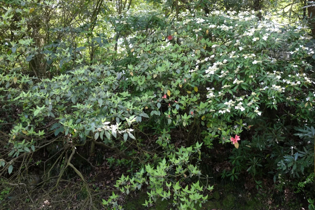 Аґрус після збору ягід: як захистити від борошнистої роси Зображення до статті від MChe Lee