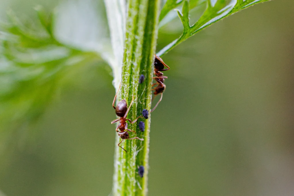 Як позбутися попелиці за 1 день: перевірений народний метод Зображення до статті від Dominic Bazinet