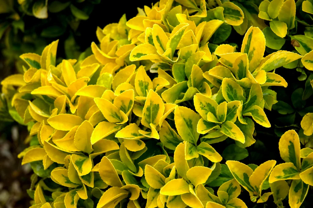 Зображення до статті від Cansu Sarp