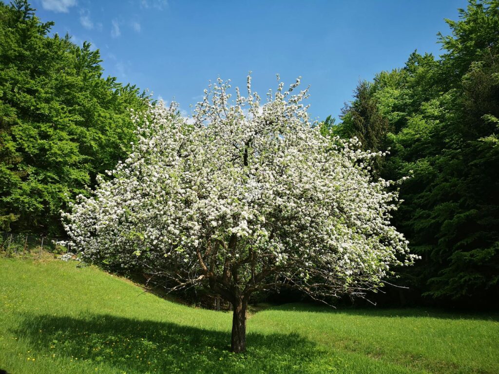 Помилка дачника: з чим категорично не можна садити вишню Зображення до статті від Viliam Kudelka