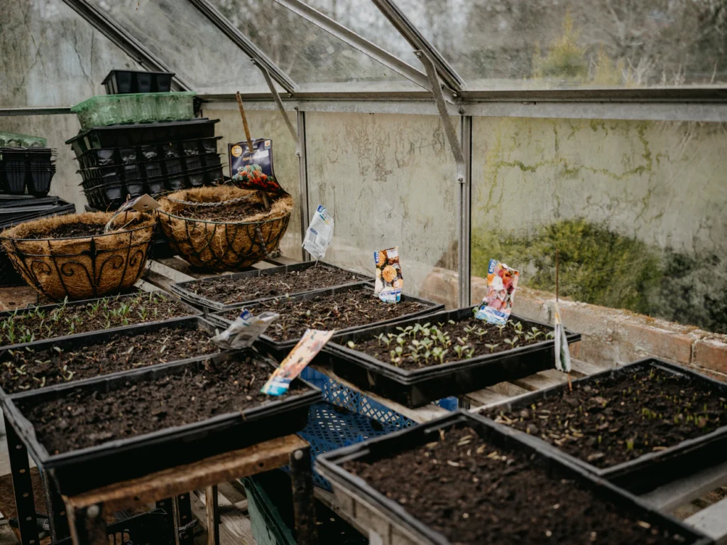 Гіркий досвід: яку рослину не можна садити після часнику Зображення до статті від Annie Spratt