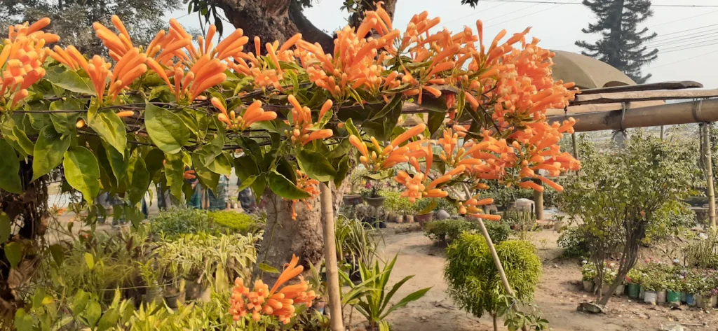 Зображення до статті від Abdul Baten