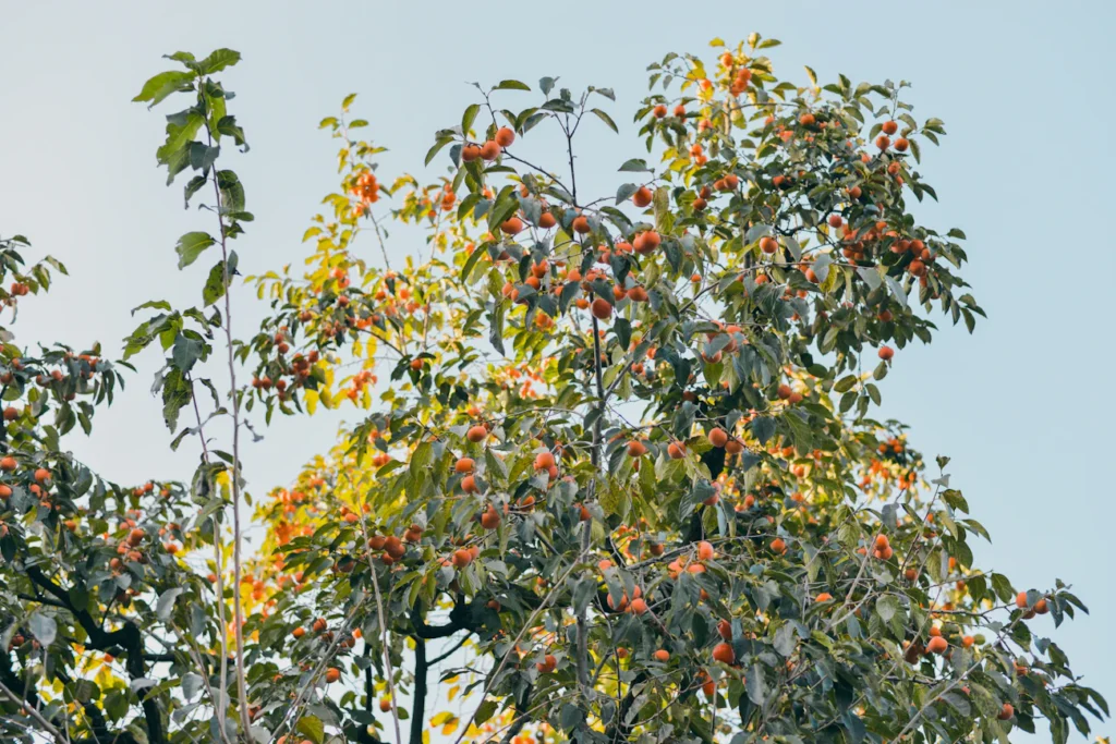 Що посадити під яблунею, щоб мати чисті та здорові яблука Зображення до статті від Denis SHAO