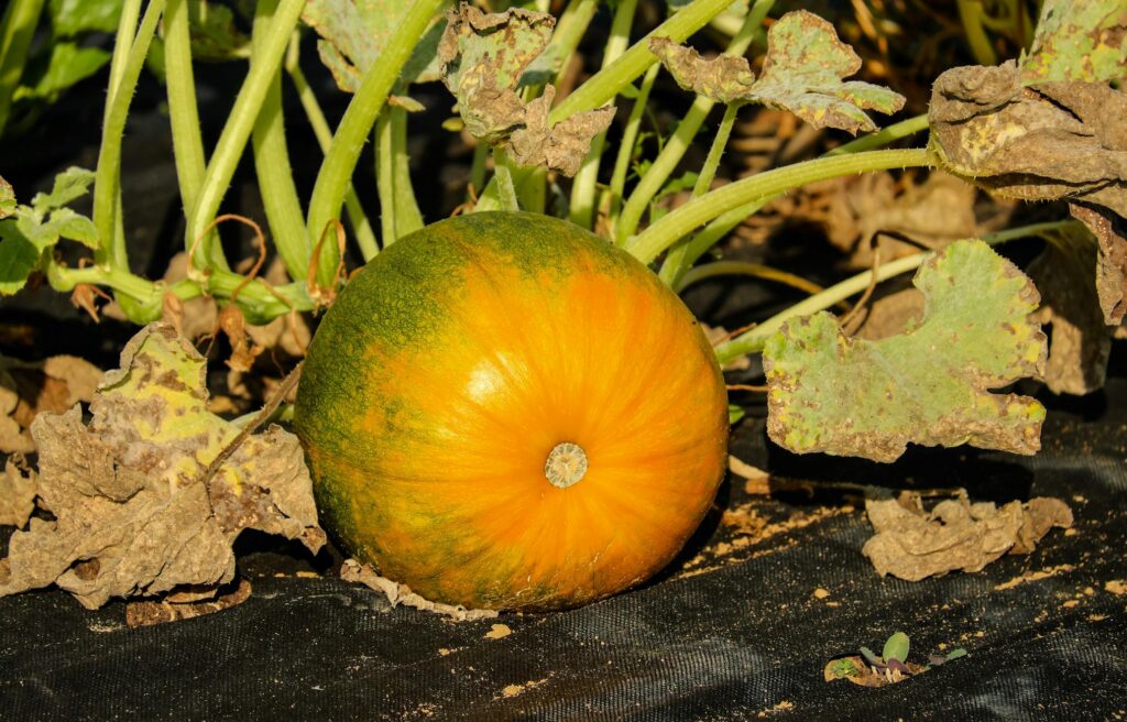 Чому восени краще не копати город — новий погляд агрономів Зображення до статті від Pixabay