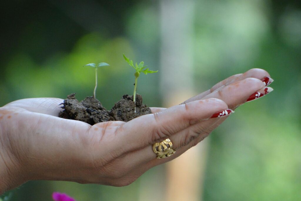 Навіщо обривати перші квіти у розсади помідорів та перців Зображення до статті від Ravinder Ravi