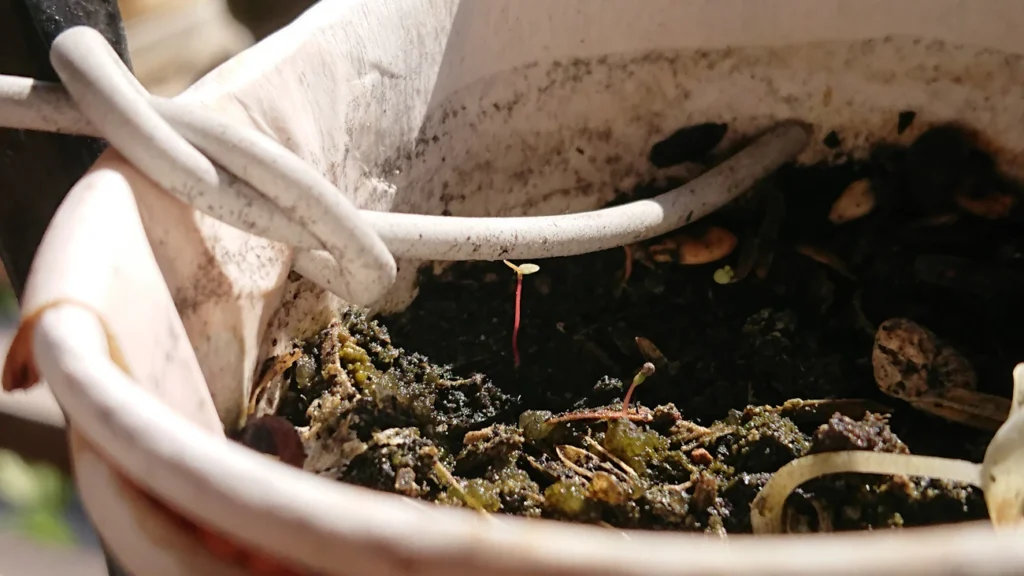 Як зробити ґрунт для розсади вдома: найкращий рецепт та поради агрономів Зображення до статті від Lhar Capili