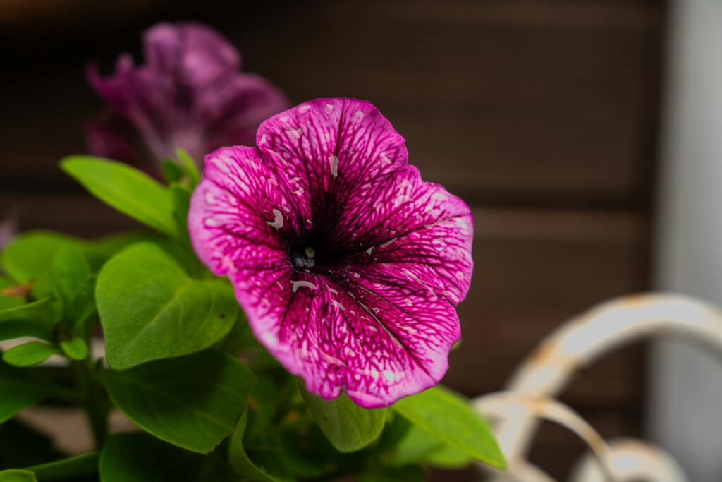 Зображення до статті від Niels Schraepen