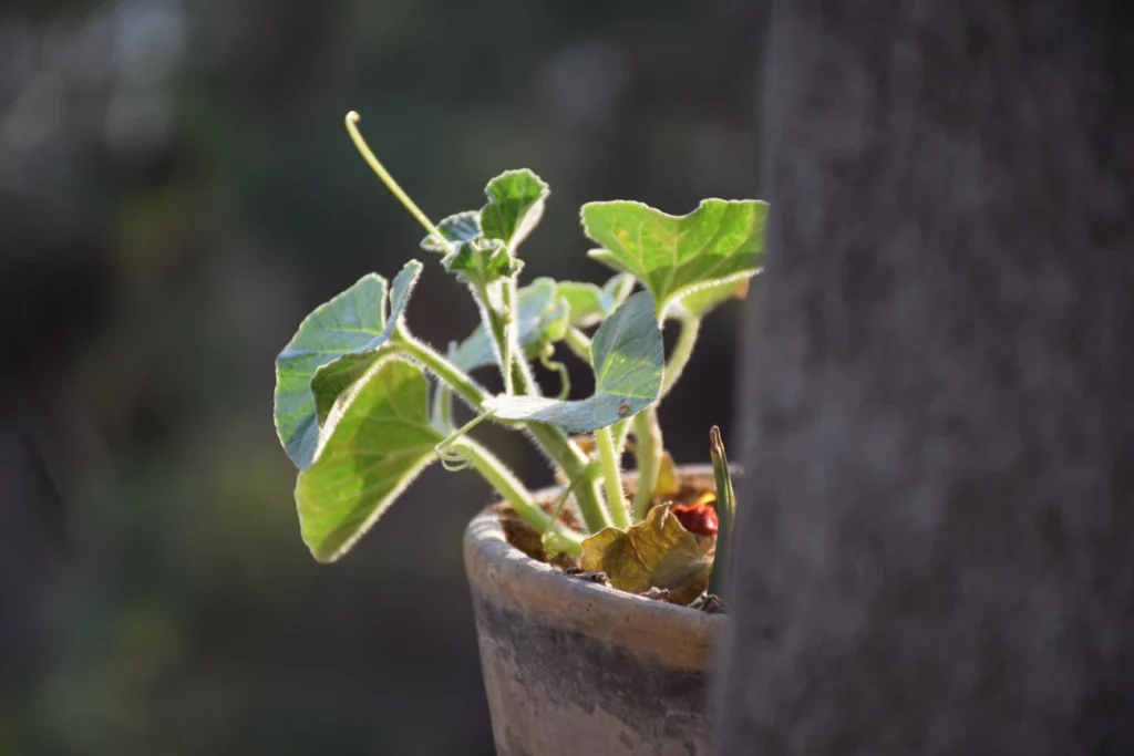 Огіркова в’язниця: чому підвіконня — пастка для вашої розсади Зображення до статті від kaveh iravani