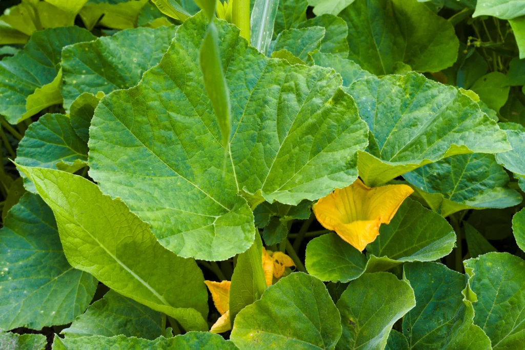 Чому не можна садити картоплю поруч із гарбузом Зображення до статті від Eric Prouzet