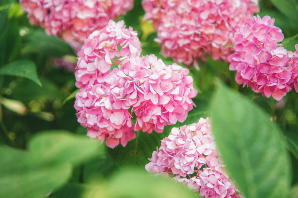 Зображення до статті від Twiggy Jia