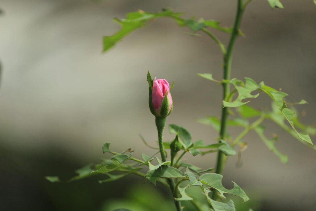 Нашатирний спирт для троянд: 50 мл, що врятують ваш квітник Зображення до статті від Saravanan Narayanan