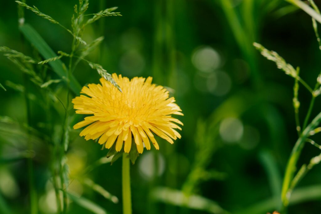Зображення до статті від Laura Paredis