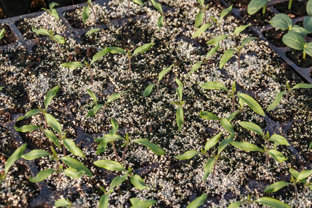 Чому перець не сходить: 5 причин і що з цим робити Зображення до статті від Aleksander Dumała