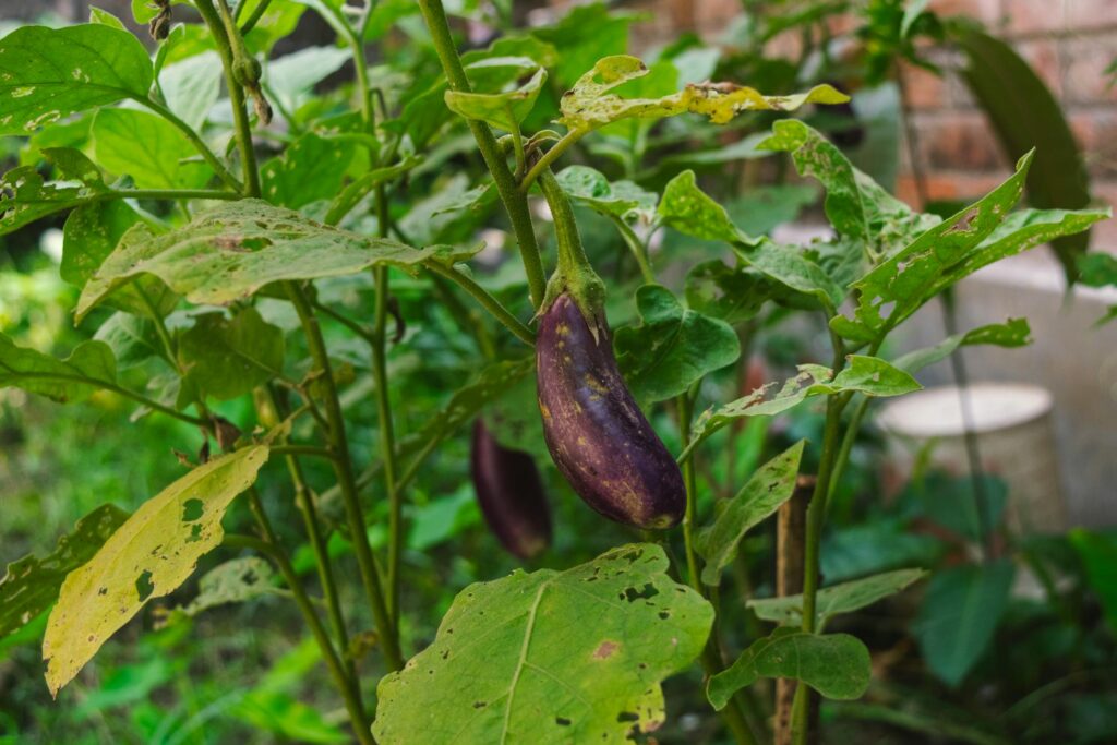 Зображення до статті від Biplab Sau