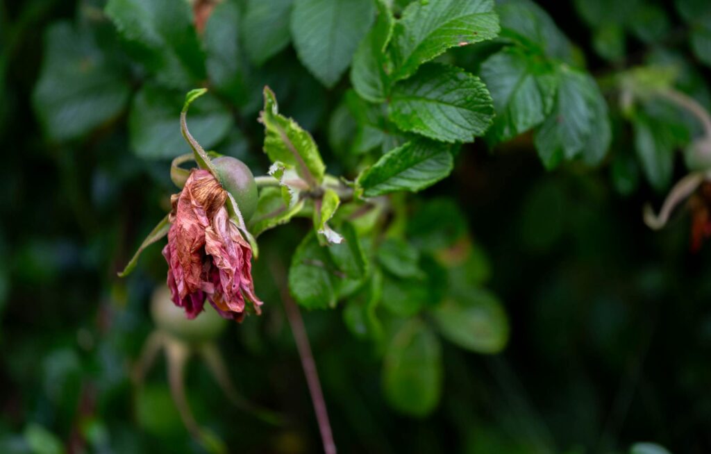 Зображення до статті від koreha_08