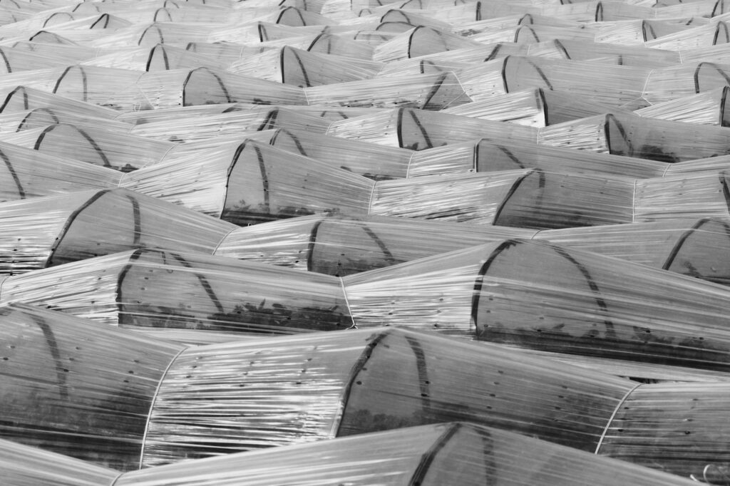 Захист розсади від заморозків: що є вдома — те й рятує Зображення до статті від Kristine Bruzite