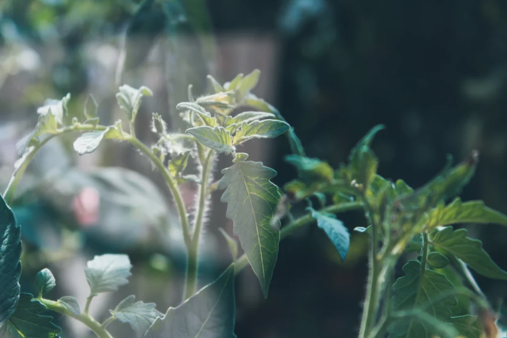 Зображення до статті від Siora Photography