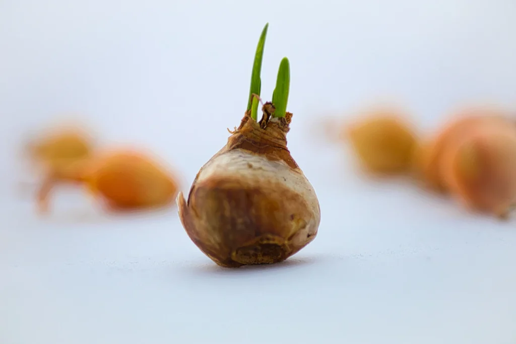 Зола і лушпиння цибулі: дві підживки, які є у кожного вдома Зображення до статті від Kaptured by Kasia