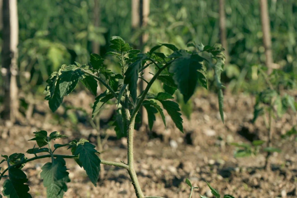 Зображення до статті від Alexander ‎
