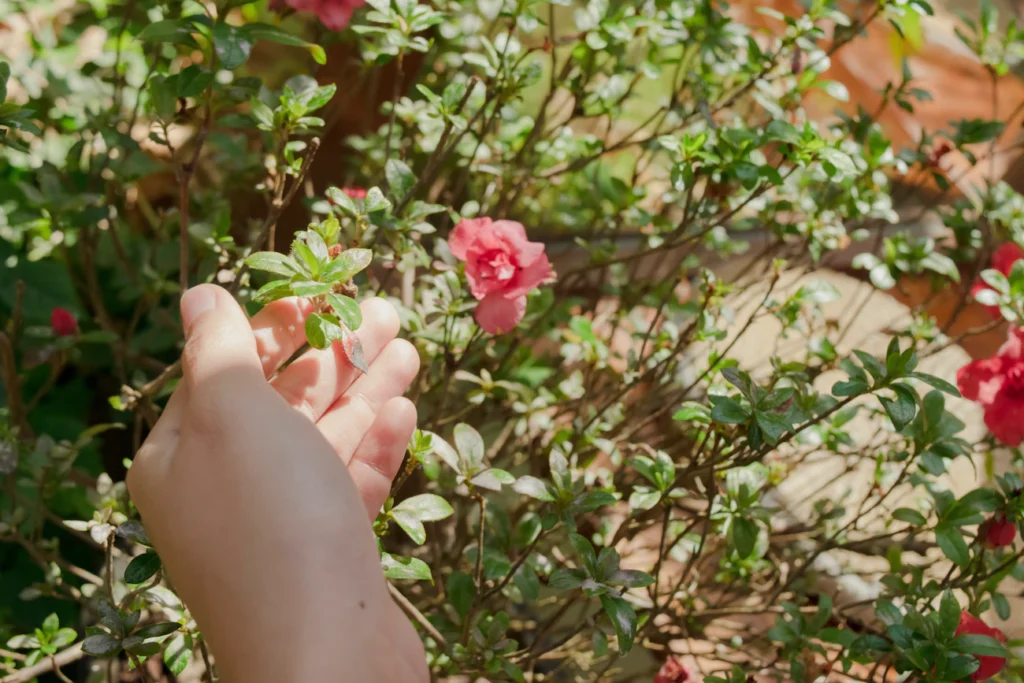 Зображення до статті від Hoàng Anh Nguyễn