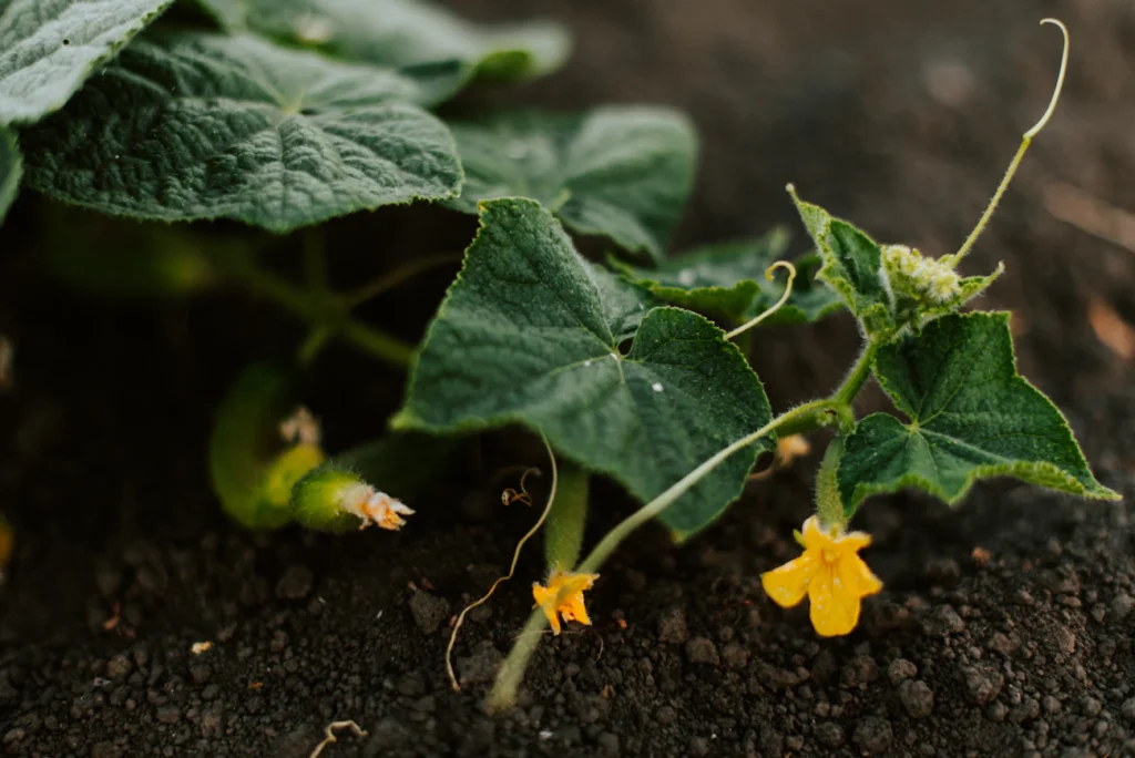 Зображення до статті від Kateryna Hliznitsova