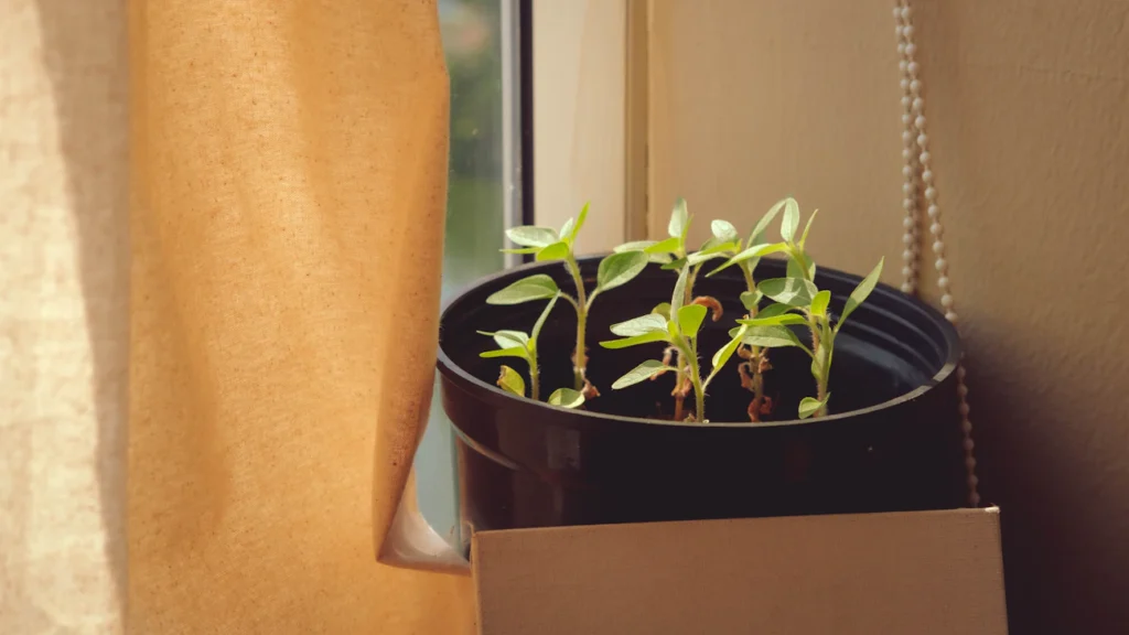 Зображення до статті від Nguyễn Hiệp