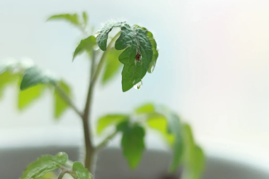Зображення до статті від dundundundun