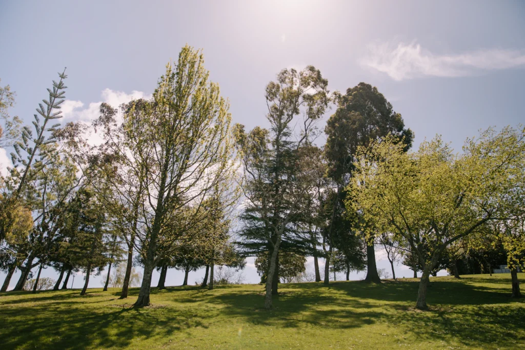 Зображення до статті від Petra Reid