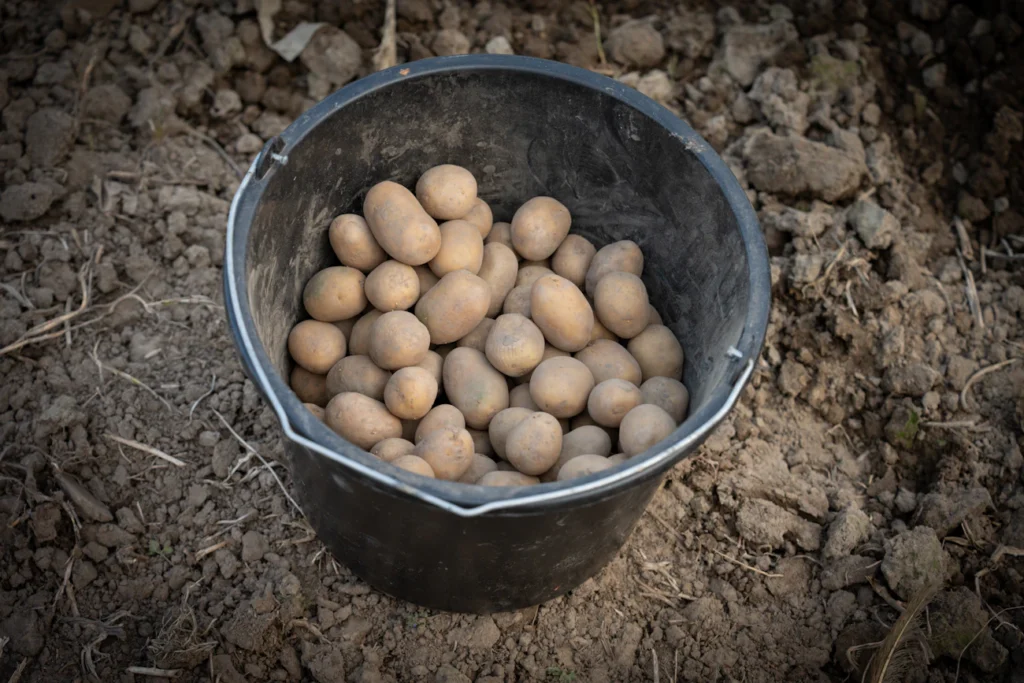 Як подвоїти врожай картоплі: сусідка з цим лайфхаком збирає відро з одного куща Зображення до статті від Robert Cavlovic