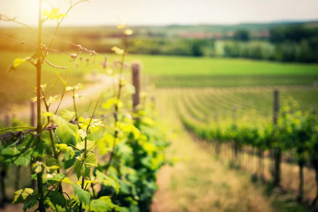Догляд за виноградом у травні: 3 кроки до врожаю, про який мріють сусіди Зображення до статті від Ales Maze